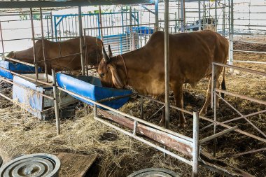 Çelik bir mağarada duran kahverengi inek. Tayland..
