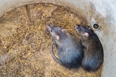 Fare çiftliği çimento içinde fare yetiştiriyor. Tayland yemeği için..