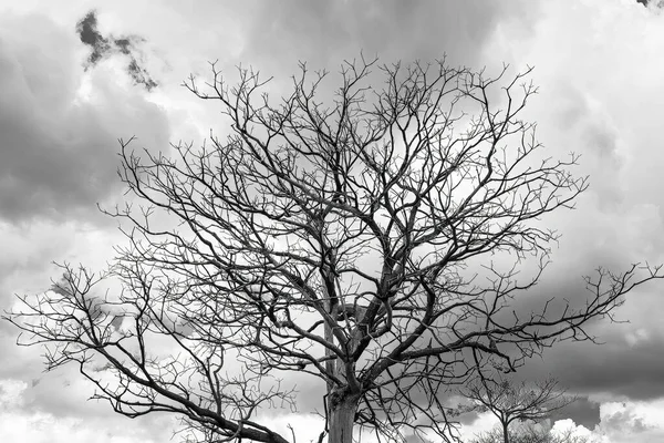 Photographie Noir Blanc Branches Arbres Secs Silhouette Contre Ciel — Photo