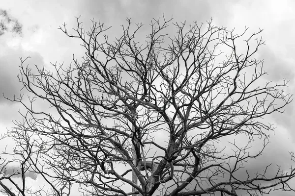 Photographie Noir Blanc Branches Arbres Secs Silhouette Contre Ciel — Photo