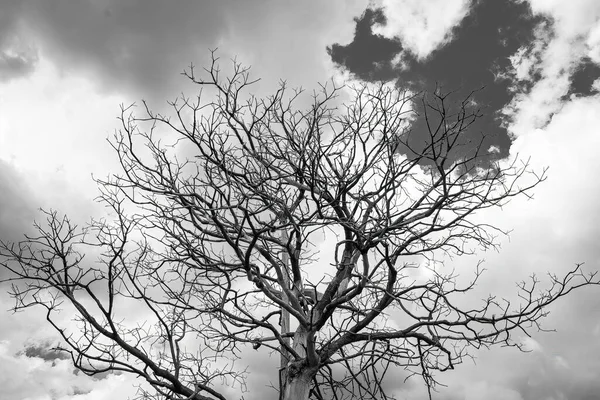 Photographie Noir Blanc Branches Arbres Secs Silhouette Contre Ciel — Photo