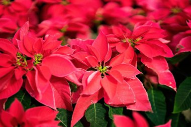 Noel için kırmızı noktalı çiçek. Yaprak desenli arka plan..