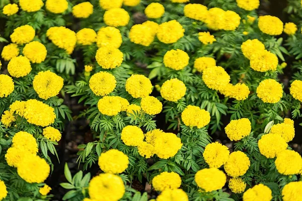 Flores Florecientes Caléndula Amarilla Tagetes Erectos Jardín — Foto de Stock