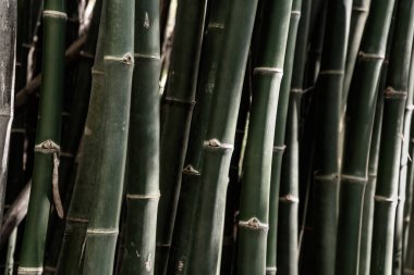 Bambu arka plan, güzel arka plan, yeşil arkaplan