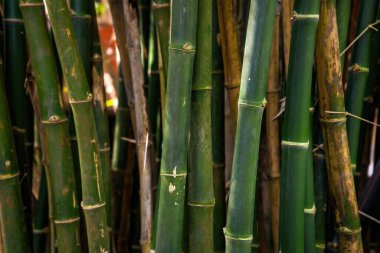 Bambu arka plan, güzel arka plan, yeşil arkaplan