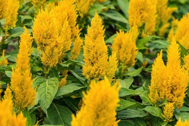 Bahçede bulanık arka plan, seçici odak noktası olan sarı Celosia argentea. Çiçek, flora, bahar veya doğal konsept.