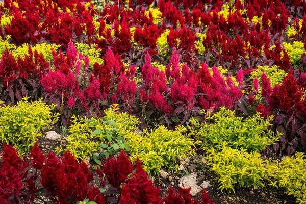 Žlutá Celosia Argentea Zahradě Rozmazaným Pozadím Selektivním Ohniskem Květiny Flóra — Stock fotografie