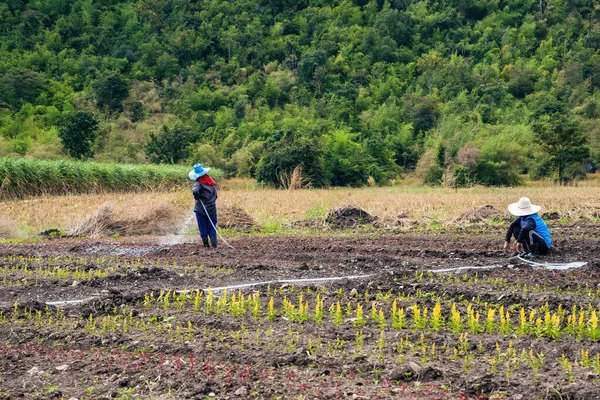 2021年12月29日 泰国坎查纳布里 泰国坎查纳布里 农民正在用一根长软管浇灌工厂 — 图库照片