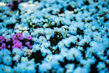 Baharda çok renkli güzel bir gül bahçesi