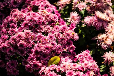 Bahçede açan renkli çiçeklerin güzel arka planı.