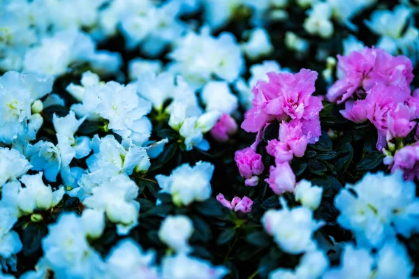 Schöner Vielfarbiger Rosengarten Frühling — Stockfoto