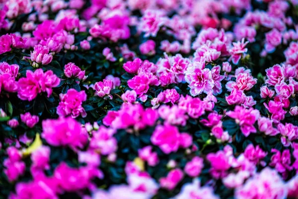 Schöner Vielfarbiger Rosengarten Frühling — Stockfoto