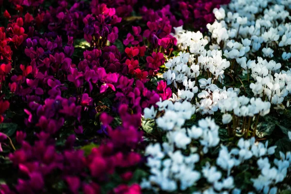 Fundo Bonito Flor Colorida Florescendo Jardim — Fotografia de Stock