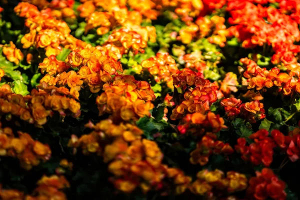 Bellissimo Sfondo Fiore Colorato Fiore Nel Giardino — Foto Stock