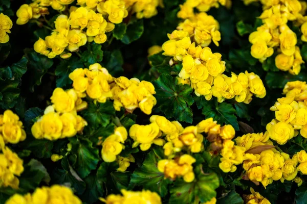 Hermoso Fondo Flor Colores Jardín — Foto de Stock