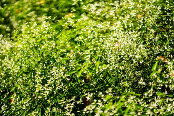 Fundo Bonito Flor Colorida Florescendo Jardim — Fotografia de Stock