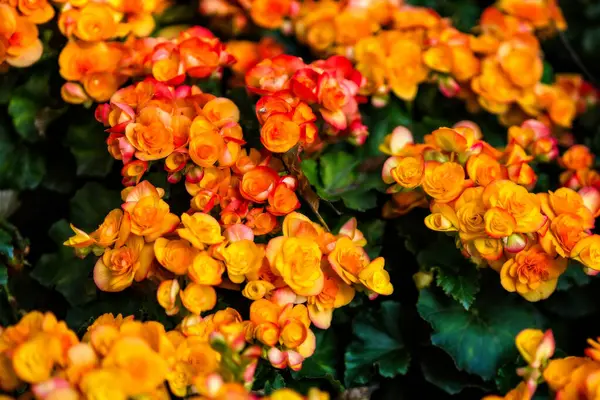 Schöner Hintergrund Der Blühenden Bunten Blume Garten — Stockfoto