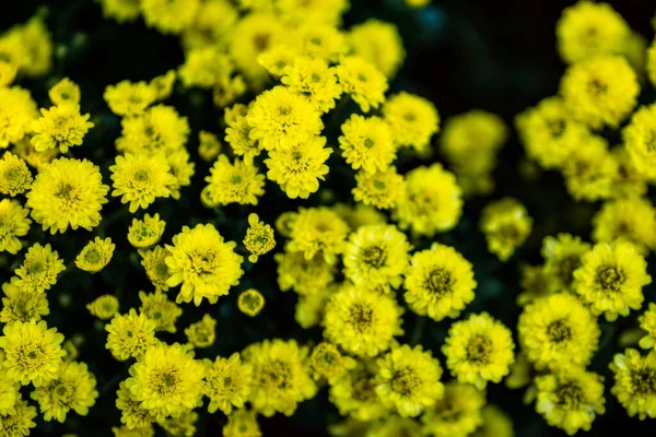 Bahçede açan renkli çiçeklerin güzel arka planı.