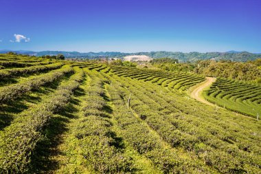 Chiang Rai Tayland, çiftlikteki tepenin hatlarını takip eden sıra sıra çay bitkileri.