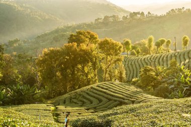 Chiang Rai Tayland, sıra sıra çay bitkileri sabah güneşinde çiftlikteki tepenin hatlarını takip ediyor..