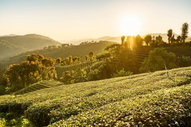 Chiang Rai Tayland, sıra sıra çay bitkileri sabah güneşinde çiftlikteki tepenin hatlarını takip ediyor..