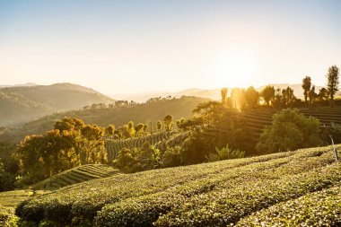 Chiang Rai Tayland, sıra sıra çay bitkileri sabah güneşinde çiftlikteki tepenin hatlarını takip ediyor..