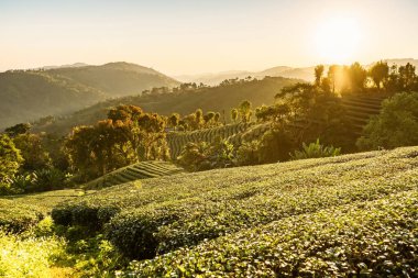 Chiang Rai Tayland, sıra sıra çay bitkileri sabah güneşinde çiftlikteki tepenin hatlarını takip ediyor..