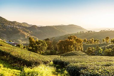 Chiang Rai Tayland, sıra sıra çay bitkileri sabah güneşinde çiftlikteki tepenin hatlarını takip ediyor..