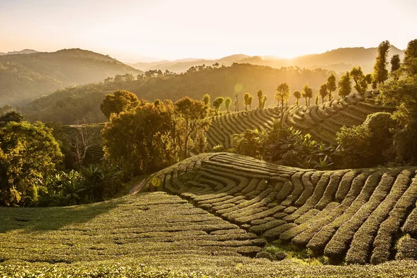 Chiang Rai Thailand Rows Tea Plants Contours Hill Plantation Morning — Stock Photo, Image