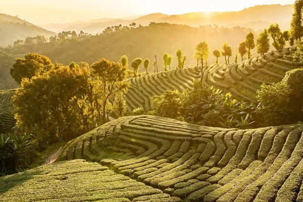 Chiang Rai Thailand Rows Tea Plants Contours Hill Plantation Morning — Stock Photo, Image