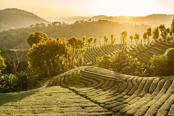 Chiang Rai Thailand Rows Tea Plants Contours Hill Plantation Morning — Stock Photo, Image