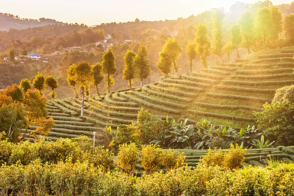 Chiang Rai Thailand Rows Tea Plants Contours Hill Plantation Morning — Stock Photo, Image
