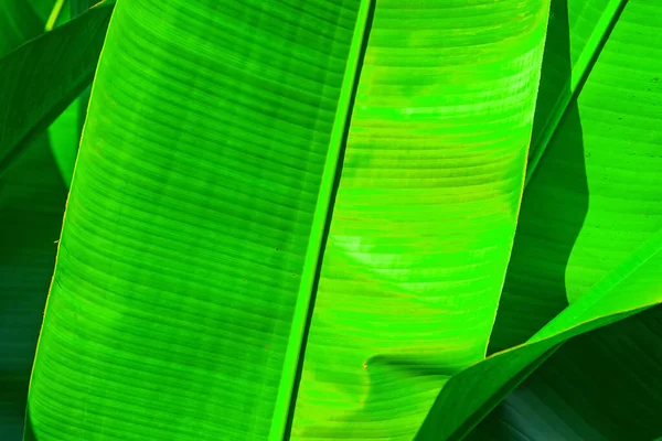 Frische Grüne Blätter Muster Hintergrund Natürlicher Hintergrund Und Tapete Viele — Stockfoto