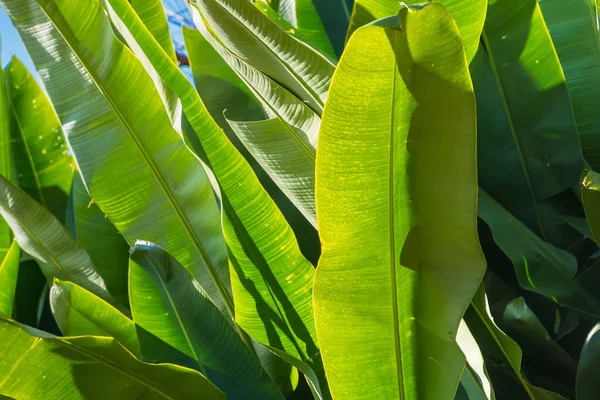 Frische Grüne Blätter Muster Hintergrund Natürlicher Hintergrund Und Tapete Viele — Stockfoto