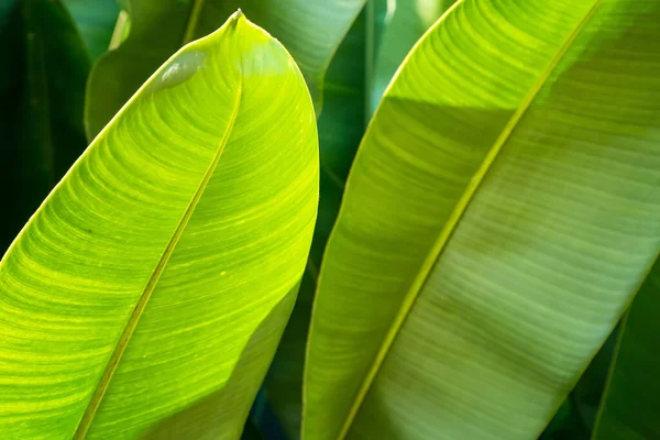 Frische Grüne Blätter Muster Hintergrund Natürlicher Hintergrund Und Tapete Viele — Stockfoto