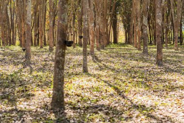 Lastik ağaçlar, çiftçilerin lastik tarlaları. Lastikler fincana akıyor..