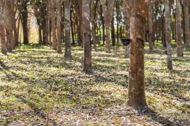 Lastik ağaçlar, çiftçilerin lastik tarlaları. Lastikler fincana akıyor..