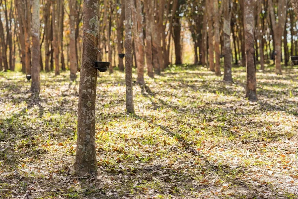 Lastik ağaçlar, çiftçilerin lastik tarlaları. Lastikler fincana akıyor..