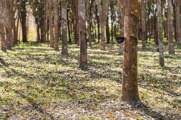 Lastik ağaçlar, çiftçilerin lastik tarlaları. Lastikler fincana akıyor..