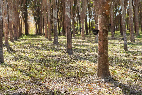 Lastik ağaçlar, çiftçilerin lastik tarlaları. Lastikler fincana akıyor..