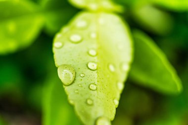 Makro yakın plan Güzel taze yeşil yaprak Sabah güneş ışığı arkaplanı ile su damlası.