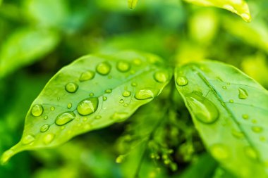 Makro yakın plan Güzel taze yeşil yaprak Sabah güneş ışığı arkaplanı ile su damlası.