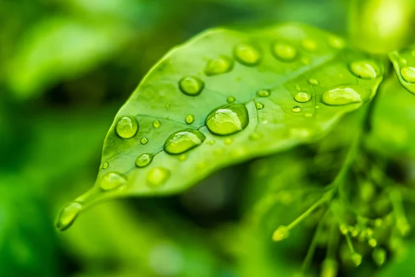 Macro Primer Plano Hermosa Hoja Verde Fresca Con Gota Agua — Foto de Stock