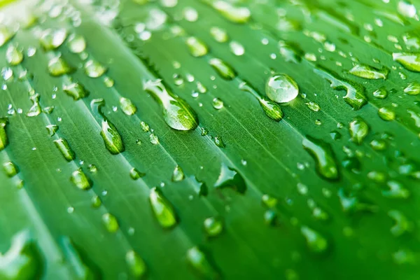 Makro Närbild Vackra Färska Gröna Blad Med Droppe Vatten Morgonen — Stockfoto