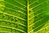 Makro detailní záběr krásné čerstvé zelené listy s kapkou vody v ranním slunci příroda pozadí.