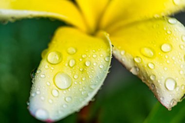 Sabahları beyaz su damlacıklarıyla beyaz su tesisatına yakın çekim..