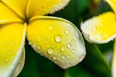 Sabahları beyaz su damlacıklarıyla beyaz su tesisatına yakın çekim..