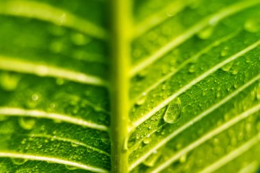 Makro yakın plan Güzel taze yeşil yaprak Sabah güneş ışığı arkaplanı ile su damlası.