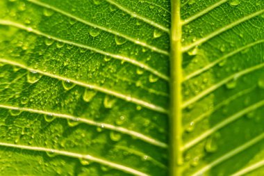 Makro yakın plan Güzel taze yeşil yaprak Sabah güneş ışığı arkaplanı ile su damlası.