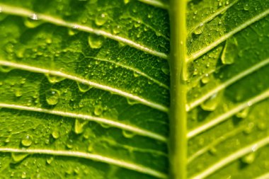 Makro yakın plan Güzel taze yeşil yaprak Sabah güneş ışığı arkaplanı ile su damlası.